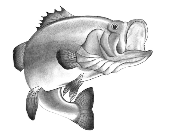 Original Large Mouth Bass Drawing