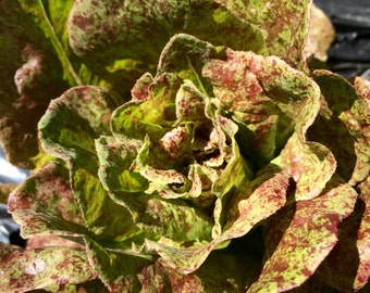 Lettuce - Speckled Butterhead lettuce heirloom (250 seeds/pkg)