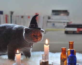 Cat Costume - Witch Hat - Hissy Witch - Cat Halloween Costume - Pet Halloween Costume - Cat Photo Prop