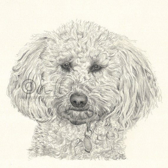 Items similar to Labradoodle Drawing print on Etsy