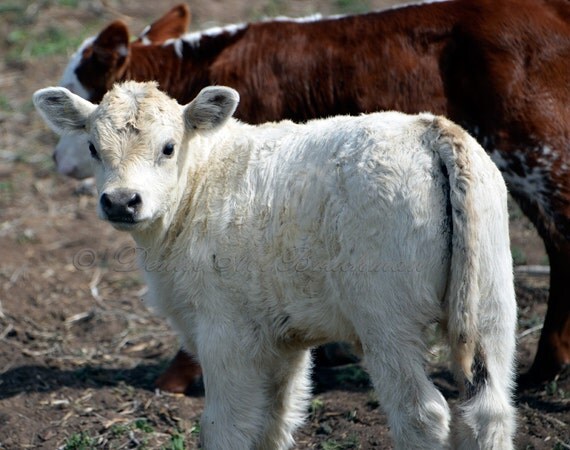 White Calf Fine Art Photo Baby Cow Photos Red Cow Art