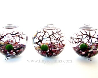 Marimo Terrarium: Marimo Moss Balls 3-Globe Aquarium, Several Different Colors Available