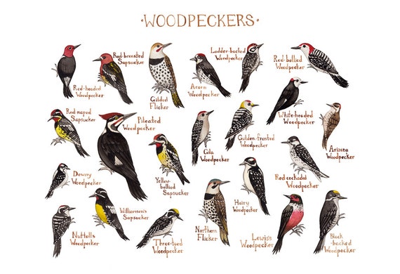 Woodpeckers of North America Field Guide Style by KateDolamore