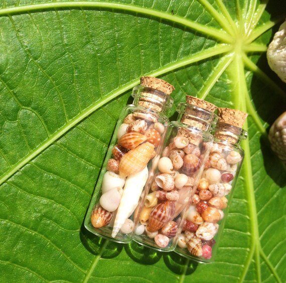 Sea Shells Hawaii Shells Kauai Shells Hawaiian Craft