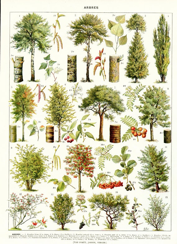 1936 Vintage Tree poster Botanical art Tree decor classroom
