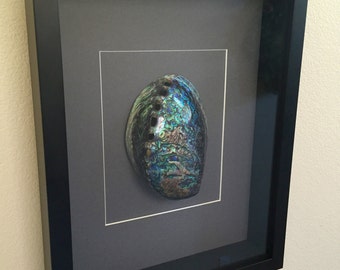 Paua Abalone Polished Shell Framed Art