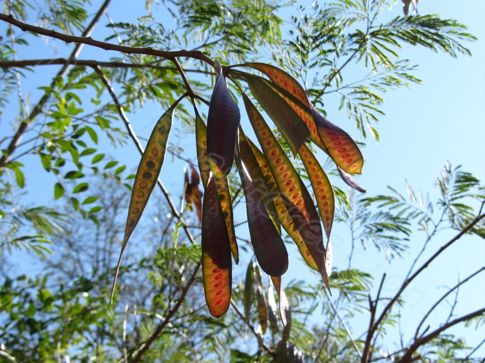 Mimosa Tree Seed Pods Ferns Leaves in Sunlight Nature