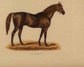1890 0riginal Antique Natural History Chromolithograph of a horse Gladiator Animal Print- Nature print Very Rare