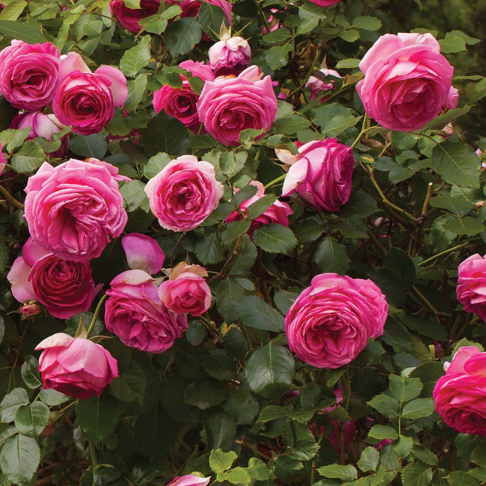 Pretty In Pink Eden ® Climbing Rose Bush Fragrant 70 Petals