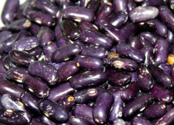 Koronis Purple Bush Bean rare heirloom seeds