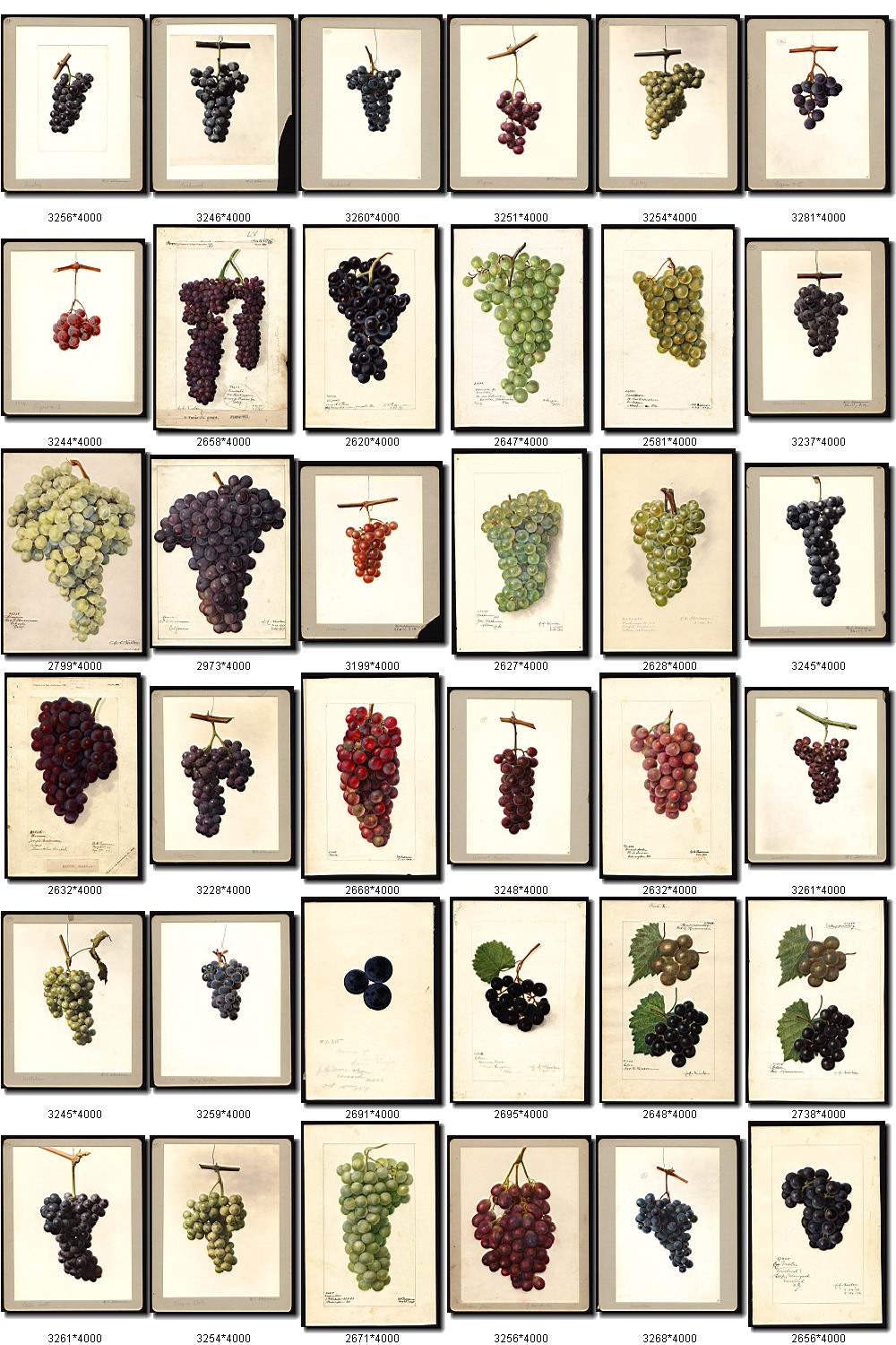 GRAPES2 Collection of 140 vintage images wine by ArtVintages
