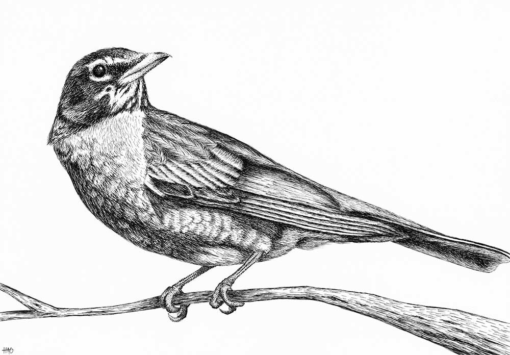 Robin Drawing Pen and Ink Bird Art Bird Drawing