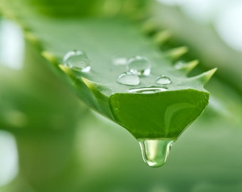 ALOE VERA Gel-100% Pure Organic The ONLY After-Microdermabrasion Moisturizer- Relieve Acne/Eczema/Psoriasis/Blemishes -AntiAging- Free Ship