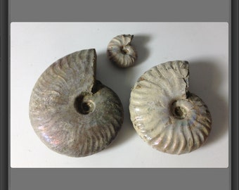 Opal Ammonites