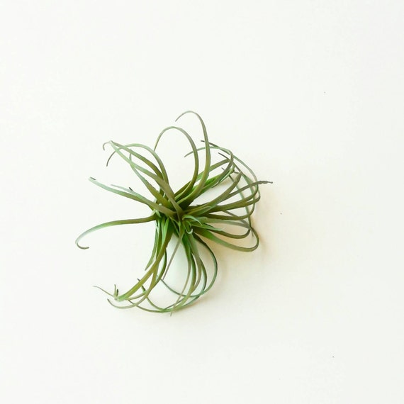 Faux Air Plant // Artificial Air Plant