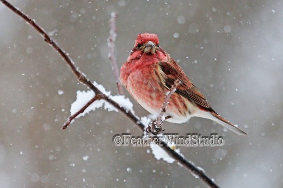 Purple Finch Winter Bird Photography Finch in Snow Storm
