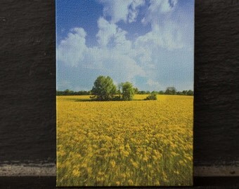 Spring field in Kentucky
