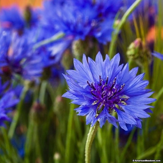 Blue Cornflower 7