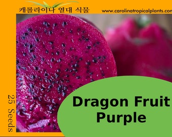 Purple Dragon Fruit (Hylocereus polyrhizus) seeds - 25