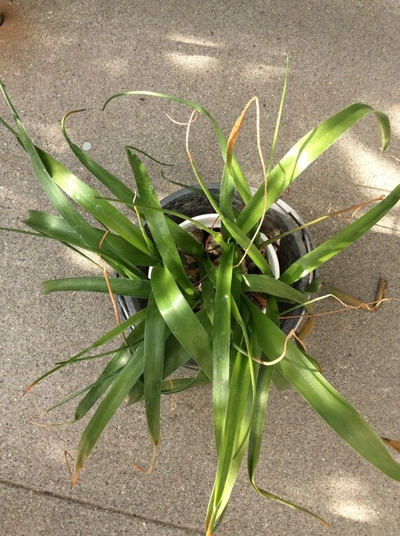 Pregnant Onion Plantnot edibleOrnithogalum Caudatum