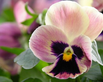 Pretty Pink Pansy Garden Image #116