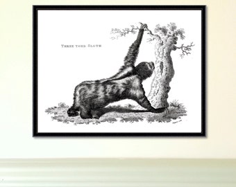 Vintage Sloth Print | Three Toed Sloth | Reproduction | sloth print | giclee | home decor | antique sloth print | wall art | engraving | art
