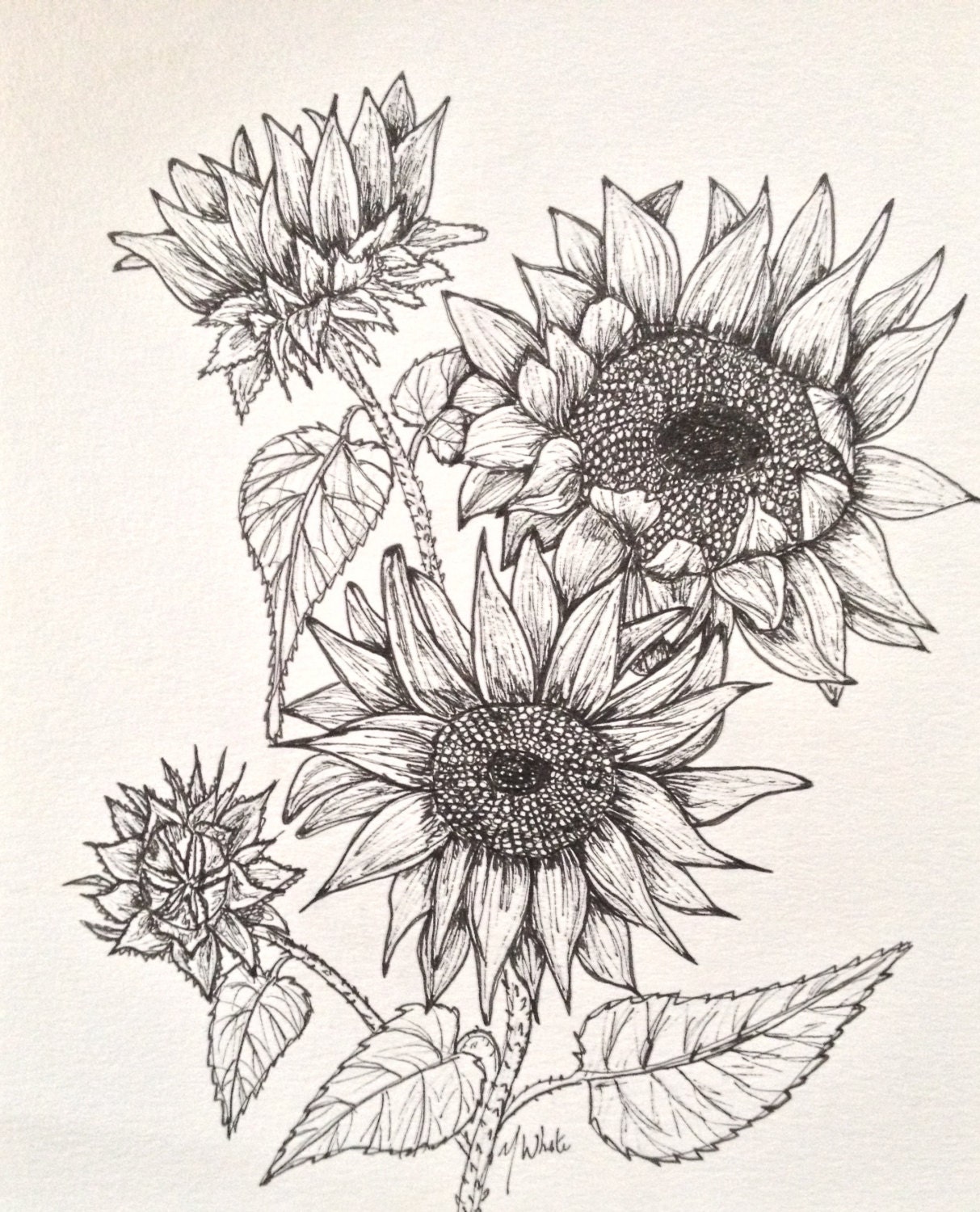 Sunflower Illustration Botanical by NiagaraGlassMosaics on Etsy