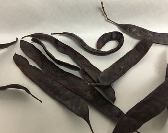 Honey Locust Seed Pods, Nature Crafts, Organic, Dried Seed Pods