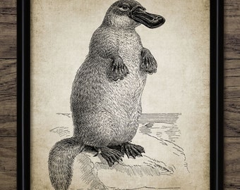 vintage platypus art print antique duck billed platypus poster animal illustration digital - Platypus Pictures To Print vintage platypus art print antique duck billed platypus poster animal illustration digital - Platypus Pictures To Print