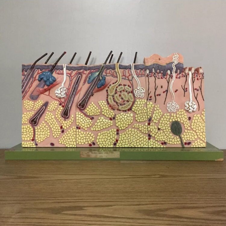 Vintage SOMSO Human Skin Integumentary System Anatomy Model