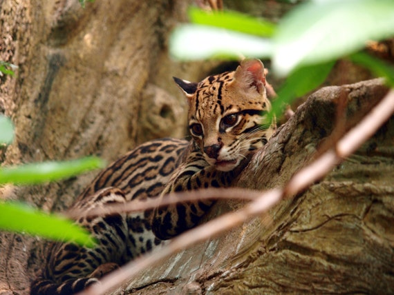 Ocelot Jungle by TiGeRWiNgsPhoToGrapE on Etsy