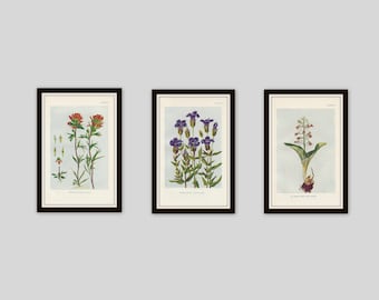 Any 3 Botanical Prints, Set of 3, Antique Botanical, Botanical Print Set, Set of Prints, Cottage Decor, Victorian, Lithograph, Wildflower