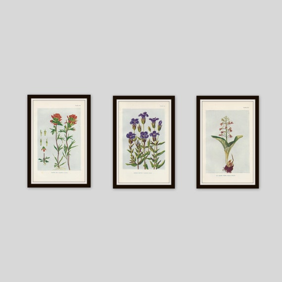 Any 3 Botanical Prints Set Of 3 Antique Botanical Botanical