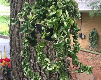 Hindu Rope Hoya - Hoya Compacta - Succulent Plant Cutting