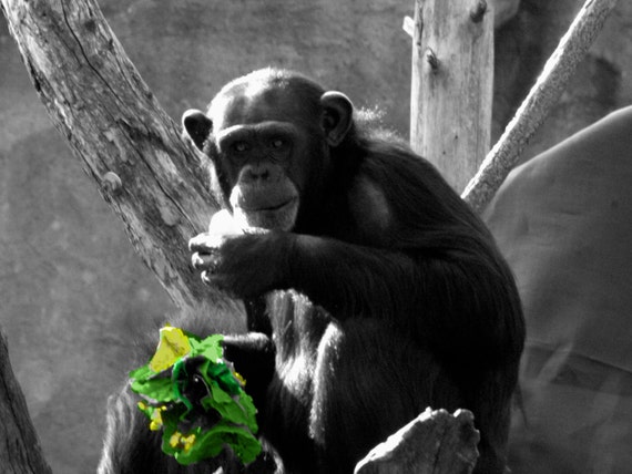 black and white chimpanzee and person