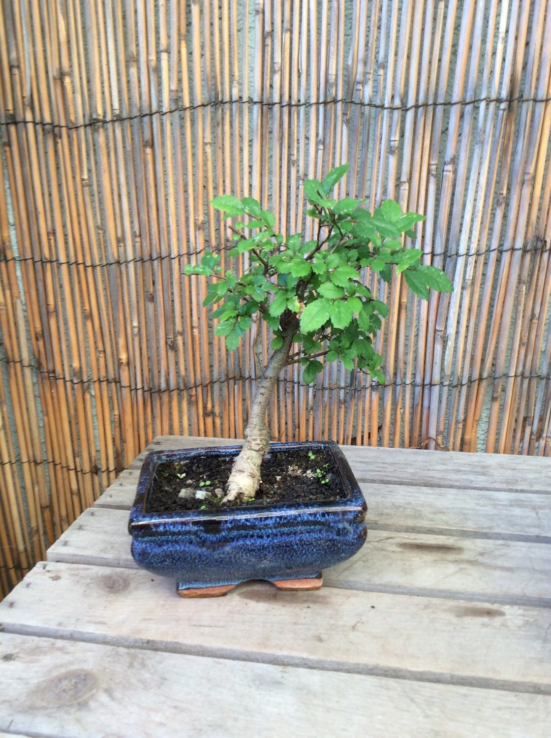 Japanese Grey Bark Elm Bonsai Tree excellent gift