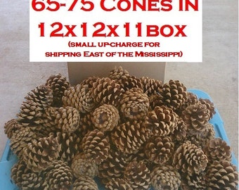 DIY Bulk Box of 70 (or 150, 200) Ponderosa Pine Cones (2.5" to 3.5" long) Great for Pine Cone Wreaths, Wedding Deocr + Pine Cone Crafts