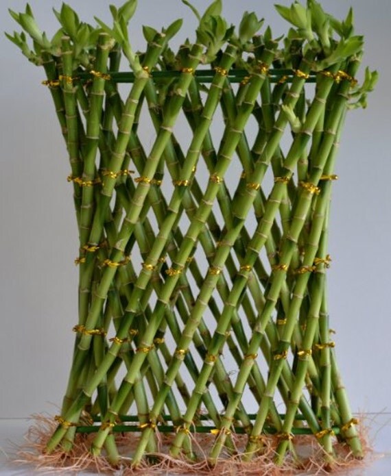 Jumbo Lucky Bamboo twisted design 16'' tall and by SpecialGreen