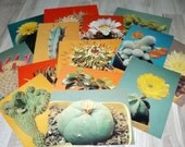 Vintage cactus postcards - Vintage botanical prints - Botanical postcards - Cactus prints - Cactus collectible cards - Cactus flower photo Vintage cactus postcards - Vintage botanical prints - Botanical postcards - Cactus prints - Cactus collectible cards - Cactus flower photo
