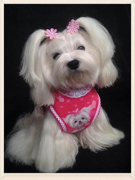 Items similar to Maltese soft dog harness on Etsy