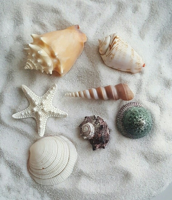Sea Shells Assorted Natural Sea Shell Shells Sea Shells