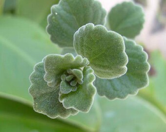 Camphor Plant, Alcanfor 1 LIVE PLANT
