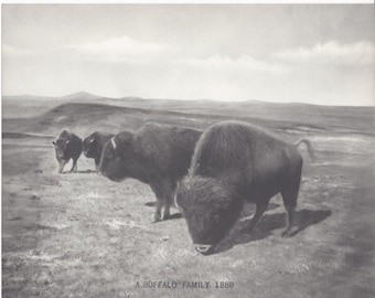L.A. Huffman - Circa 1880 Collotype - Buffalo