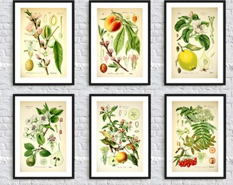Fruit Botanical print wall art print antique wild plants flora nature illustration print wall art decor kitchen home green SET of 6 A4