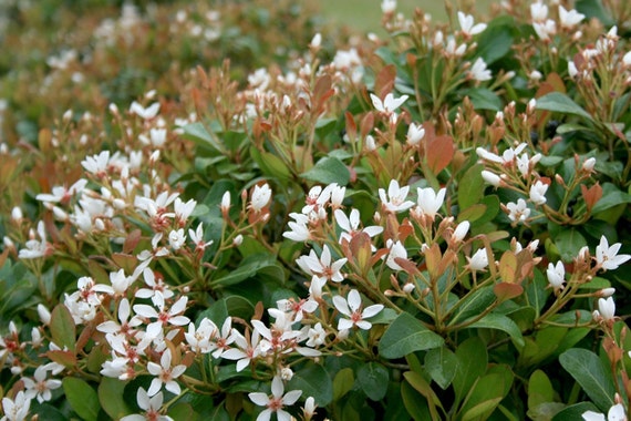 Indian Hawthorn Alba Live Plants Evergreen Shrub