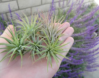 tillandsia ionantha ionantha ( ionantha Guatemala) air plant