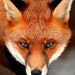 Fox Trot