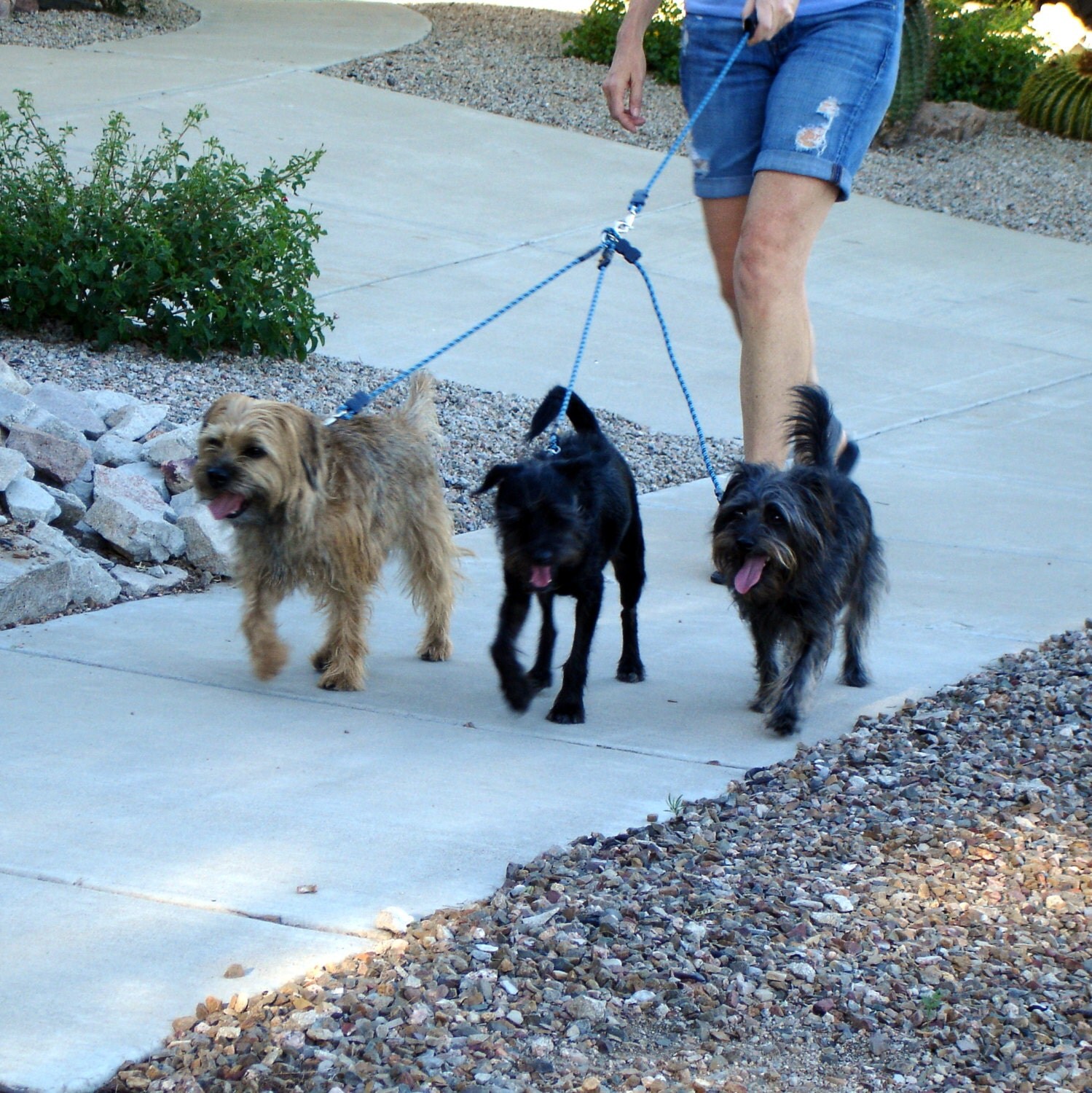 Walk 3 Dogs On 1 Leash Rope Dog Leash Triple Leash Set