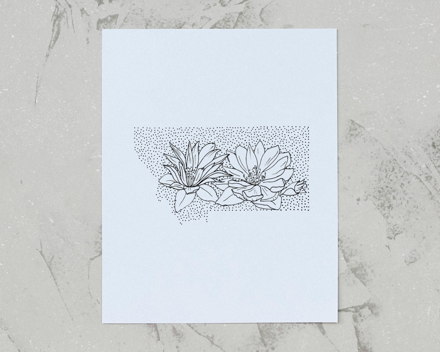 Montana Bitterroot State Flower Drawing Giclee Print by annatovar