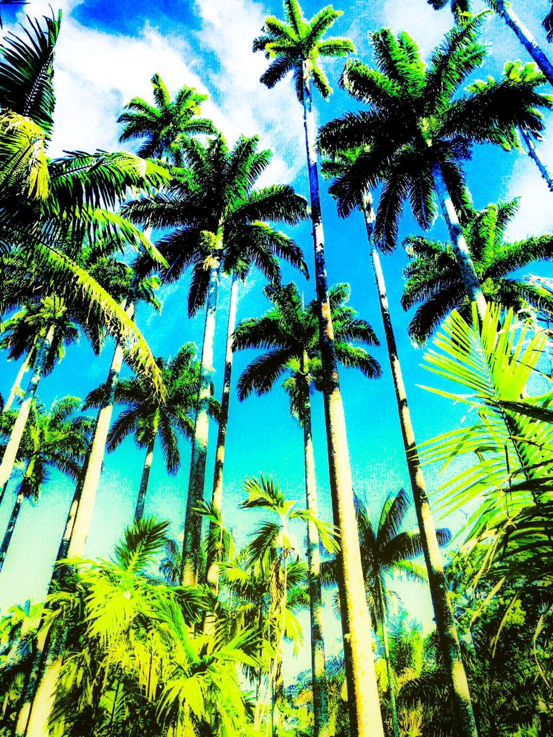 Palm Tree Picture Rio de Janeiro Brazil by HappenstanceByChance